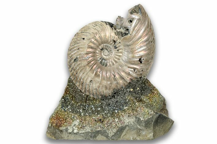 Iridescent, Pyritized Ammonite (Quenstedticeras) Fossil Display #324252